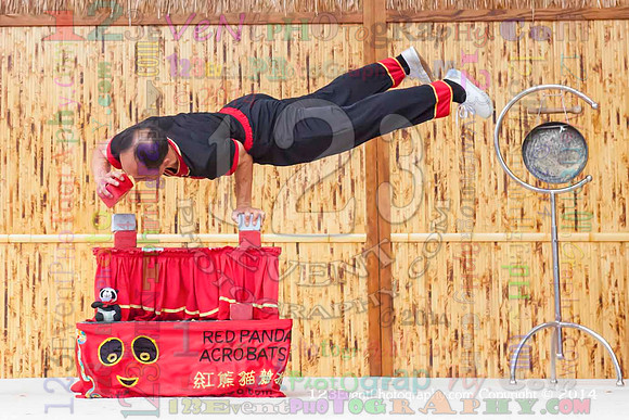 2014 Red Panda Acrobats @ The San Diego Zoo Safari Park