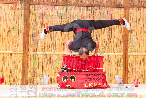 2014 Red Panda Acrobats @ The San Diego Zoo Safari Park