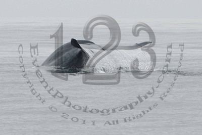 Pacific Nature Tours - 8 Hour Cruise to Coronado Islands