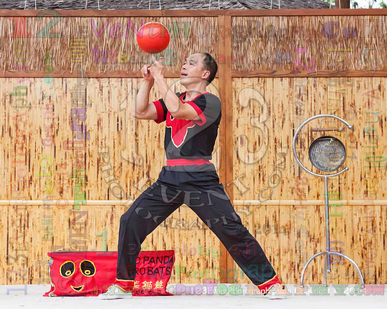 2014 Red Panda Acrobats @ The San Diego Zoo Safari Park