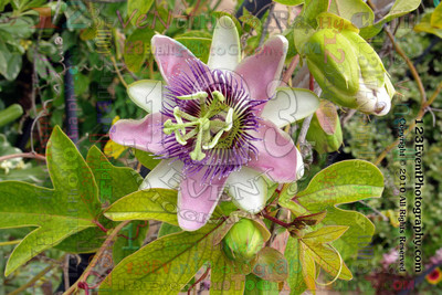 123's Bugs, Bees & Flowers