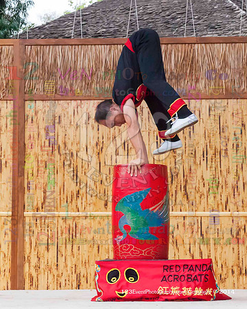 2014 Red Panda Acrobats @ The San Diego Zoo Safari Park