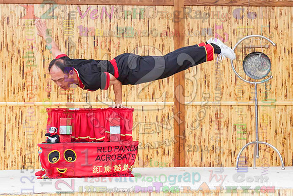 2014 Red Panda Acrobats @ The San Diego Zoo Safari Park