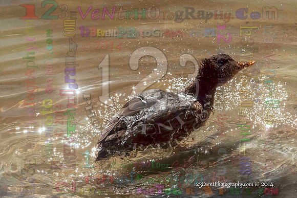 123's Animals & Birds