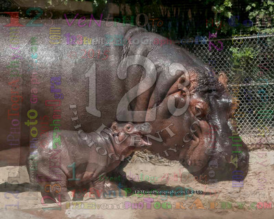 Baby Hippo "Smiling" Taken 4-7-15