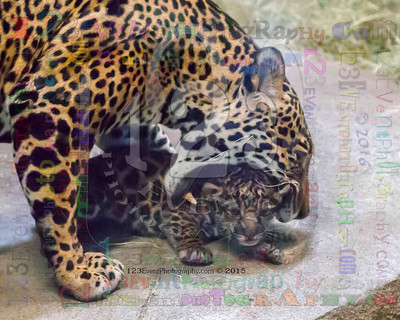 Nindiri (Mom) & Jaguar Baby (Born 3-12-15 It's a BOY!) Photo Taken 4-6-15