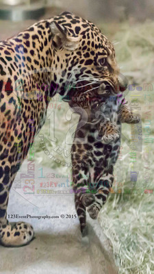 Nindiri (Mom) & Jaguar Baby (Born 3-12-15 It's a BOY!) Photo Taken 4-6-15