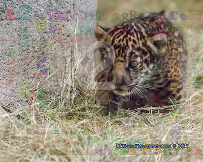 Jaguar Baby Photo Taken 4-6-15