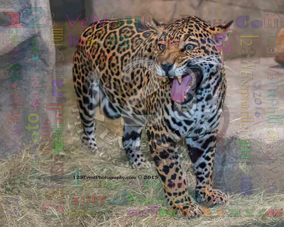 Nindiri The Female Jaguar Photo Taken 4-7-15