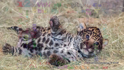 Jaguar Baby Photo Taken 4-7-15