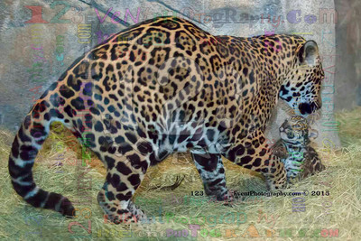 Nindiri (Mom) & Jaguar Baby Photo Taken 4-7-15