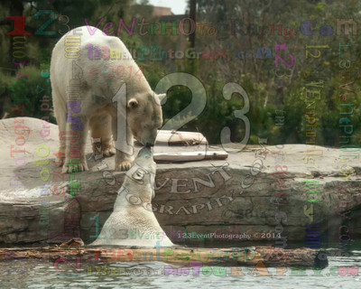 Polar Bear Playtime Spring of 2014