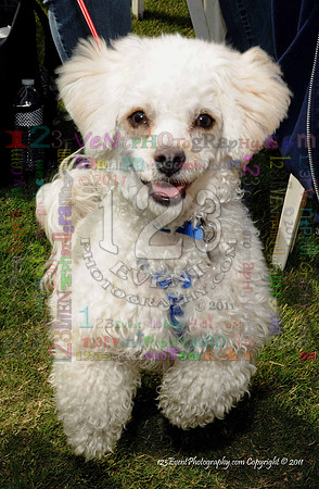16th Annual Ugly Dog Contest - Del Mar Kiwanis Club