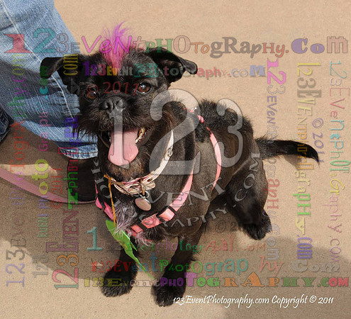 16th Annual Ugly Dog Contest - Del Mar Kiwanis Club