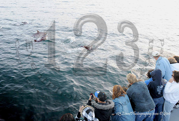 123's San Diego Whale Watch Adventures