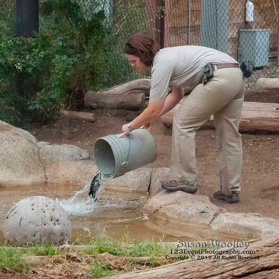 San Diego Zoo Lion Enrichment - June 2015