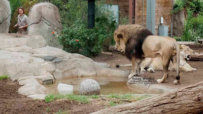 San Diego Zoo Lion Enrichment - June 2015