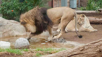 San Diego Zoo Lion Enrichment - June 2015