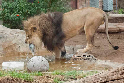 San Diego Zoo Lion Enrichment - June 2015