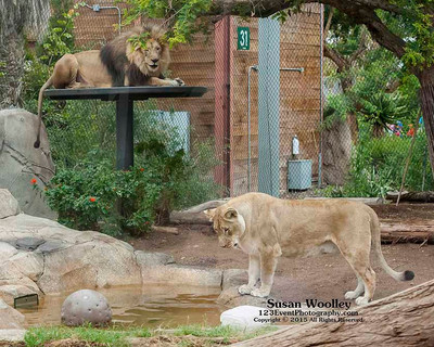 San Diego Zoo Lion Enrichment - June 2015