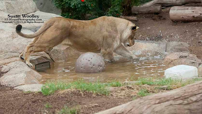 San Diego Zoo Lion Enrichment - June 2015