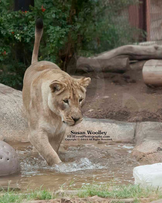 San Diego Zoo Lion Enrichment - June 2015