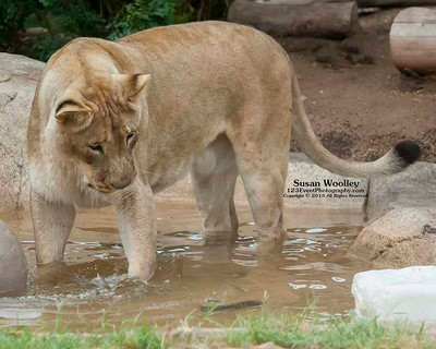 San Diego Zoo Lion Enrichment - June 2015