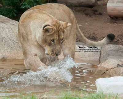 San Diego Zoo Lion Enrichment - June 2015
