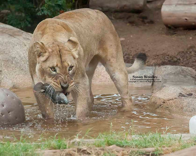 San Diego Zoo Lion Enrichment - June 2015
