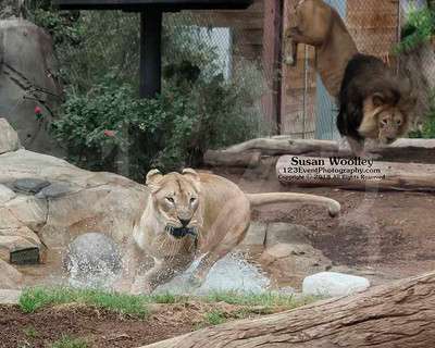 San Diego Zoo Lion Enrichment - June 2015