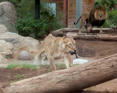 San Diego Zoo Lion Enrichment - June 2015