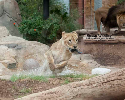 San Diego Zoo Lion Enrichment - June 2015
