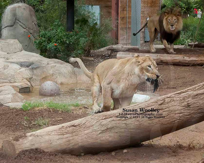 San Diego Zoo Lion Enrichment - June 2015