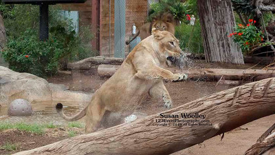 San Diego Zoo Lion Enrichment - June 2015