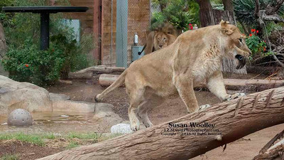 San Diego Zoo Lion Enrichment - June 2015