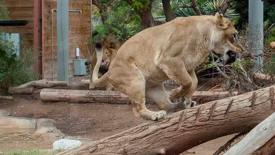 San Diego Zoo Lion Enrichment - June 2015