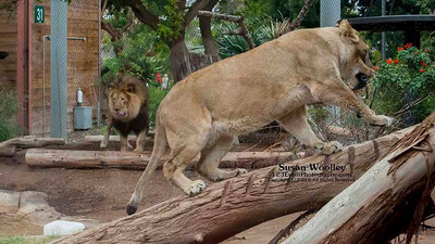 San Diego Zoo Lion Enrichment - June 2015