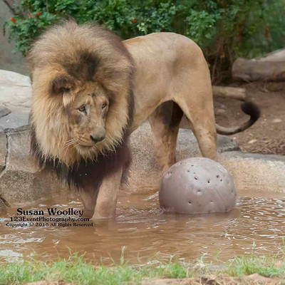 San Diego Zoo Lion Enrichment - June 2015