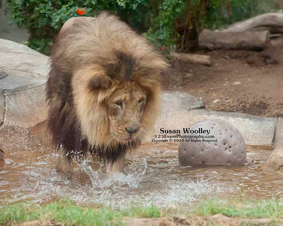 San Diego Zoo Lion Enrichment - June 2015