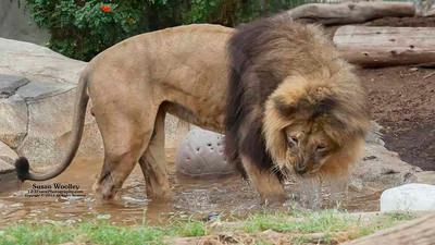 San Diego Zoo Lion Enrichment - June 2015