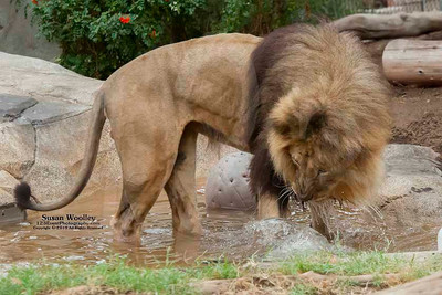 San Diego Zoo Lion Enrichment - June 2015