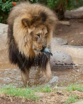 San Diego Zoo Lion Enrichment - June 2015