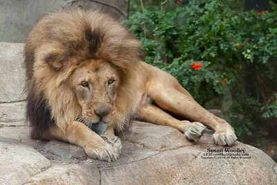 San Diego Zoo Lion Enrichment - June 2015