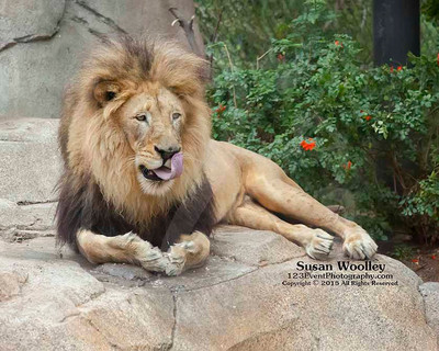 San Diego Zoo Lion Enrichment - June 2015