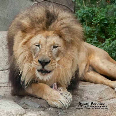 San Diego Zoo Lion Enrichment - June 2015