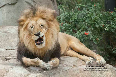 San Diego Zoo Lion Enrichment - June 2015