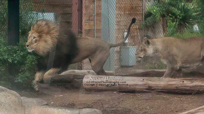 San Diego Zoo Lion Enrichment - June 2015