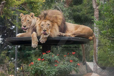 San Diego Zoo Lion Enrichment - June 2015