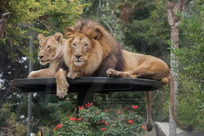San Diego Zoo Lion Enrichment - June 2015