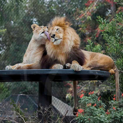 San Diego Zoo Lion Enrichment - June 2015